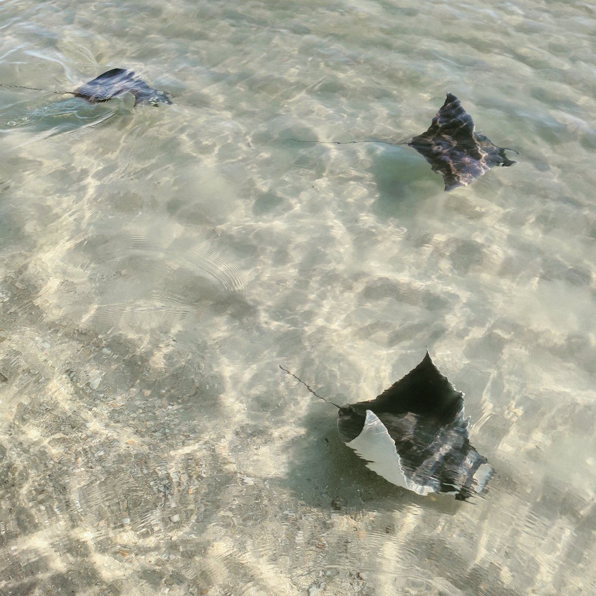 AndreaKroetz's tweet photo. Giving love to these amazing little #mobulids on #FlatSharkFriday. They are just so graceful and fun to watch in the surf zone! ๐ https://t.co/iVVBxhOo0s