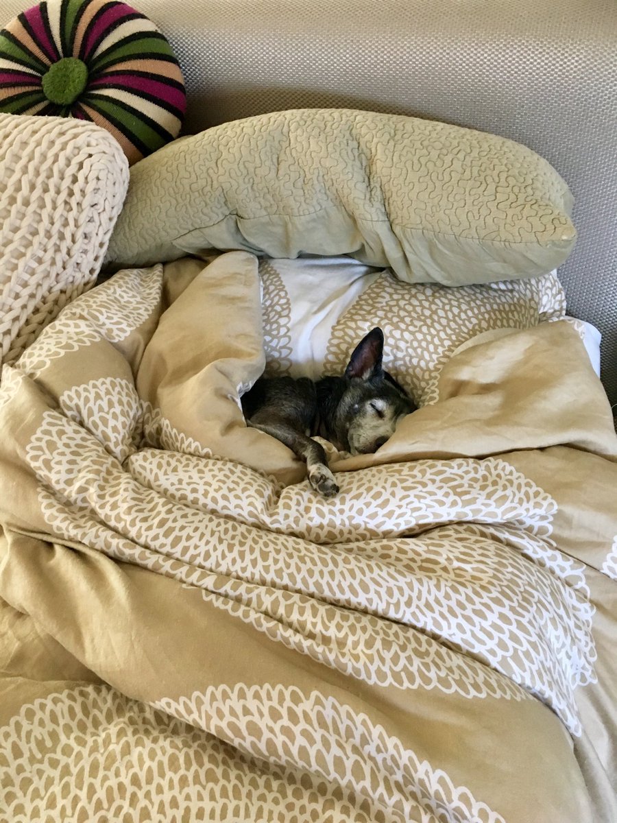 BuntenHelen's tweet photo. #bedhogger https://t.co/GjoPmusz4S