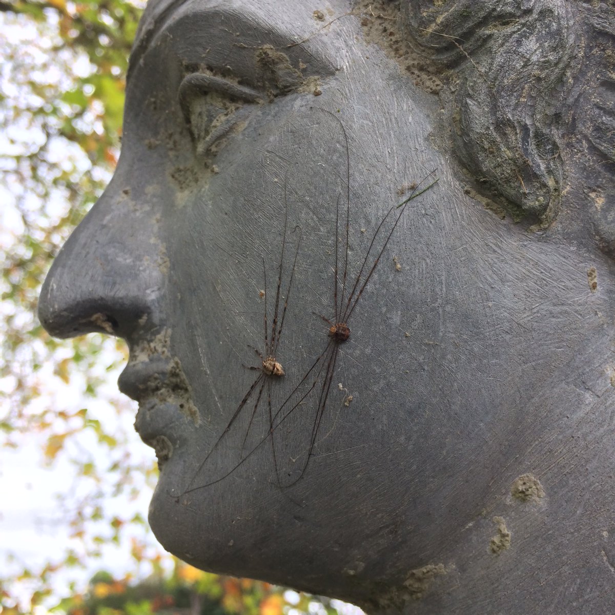CandiaMcKormack's tweet photo. You appear to have something on your face, love... @ComptonVerney #GreekSphinx #arachnid #bodyart https://t.co/4ILabbjyIs