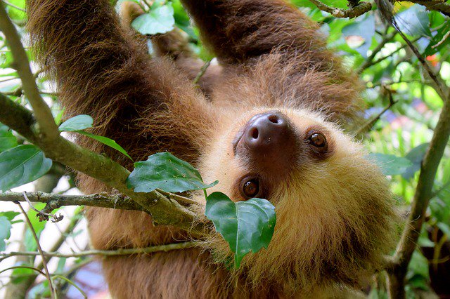 It's #InternationalSlothDay, you say? Here's a pic of a friendly #Sloth