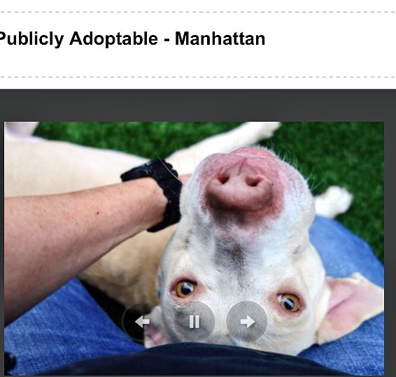 ruthmen's tweet photo. 2BKILLED 10/21 #NYC #DOGS #RESCUE #PLEDGE #FOSTER #ADOPT https://t.co/8njFSXHIud @Gdad1 @Falconlady7 @Canine_Rights @DogCrusader @ggdpowell https://t.co/NmyO9A8NqR