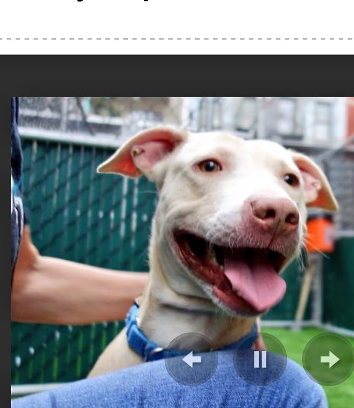 ruthmen's tweet photo. 2BKILLED 10/21 #NYC #DOGS #RESCUE #PLEDGE #FOSTER #ADOPT https://t.co/8njFSXHIud @Gdad1 @Falconlady7 @Canine_Rights @DogCrusader @ggdpowell https://t.co/NmyO9A8NqR