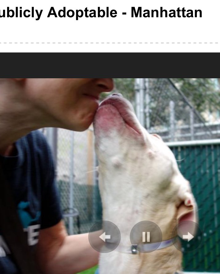 ruthmen's tweet photo. 2BKILLED 10/21 #NYC #DOGS #RESCUE #PLEDGE #FOSTER #ADOPT https://t.co/8njFSXHIud @Gdad1 @Falconlady7 @Canine_Rights @DogCrusader @ggdpowell https://t.co/NmyO9A8NqR