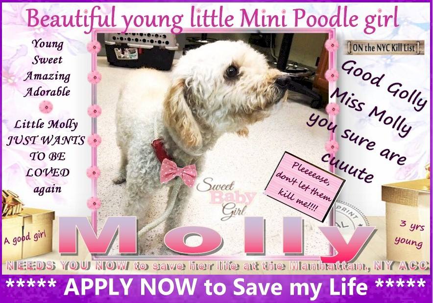 gaviota330's tweet photo. MOLLY
https://t.co/zObgLt0gbI 
KILL LIST
3 Y OLD
TERRIFIED GIRL
BAD OWNER
DUMPED
SEEK AFFECTION
NEED RESCUE
HELP ME!
HELPDOGS@URGENTPODR.ORG https://t.co/CErBiSbDaQ