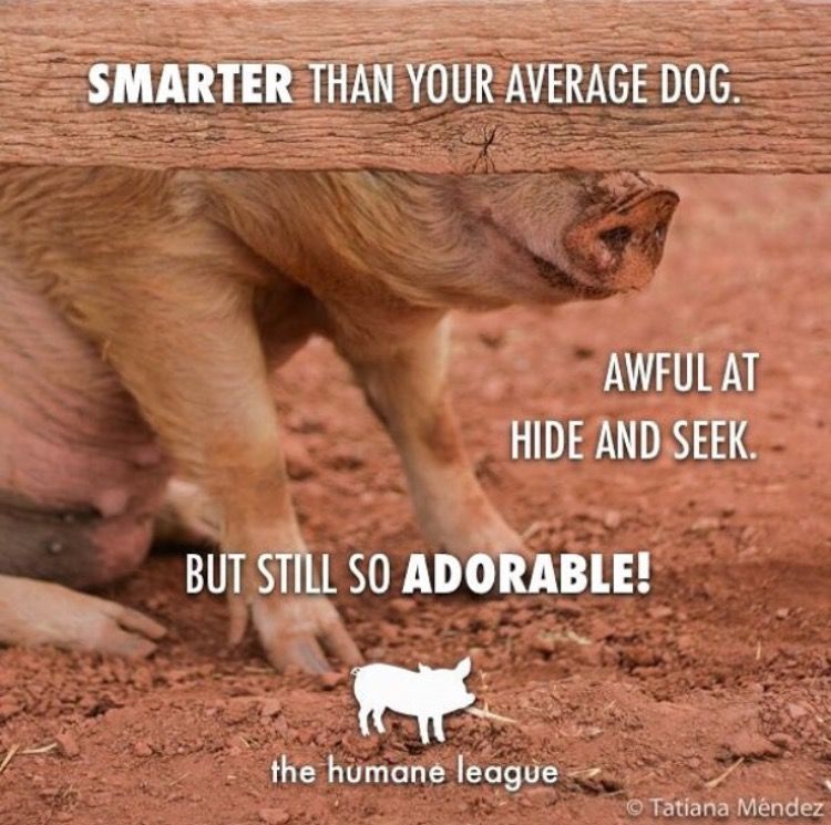 TheHumaneLeague's tweet photo. Like dogs, pigs are intelligent and playful animals who wish to be loved. Choose compassion for the voiceless by not eating them 💚 https://t.co/GfeZZBJwmD