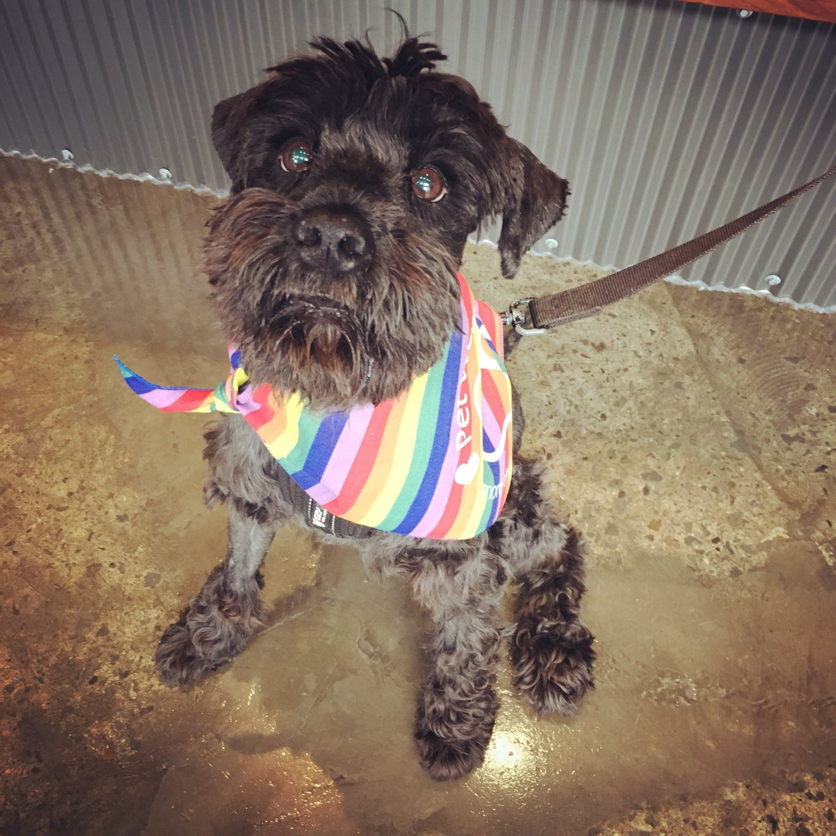 CathMayorMayNot's tweet photo. Cisco is very serious about equality in his free #petwellnesscentre Rainbow Bandanna 🌈🐾❤️

 #Doggos4yes #marriageequality #loveislove https://t.co/N6BOl94wrI