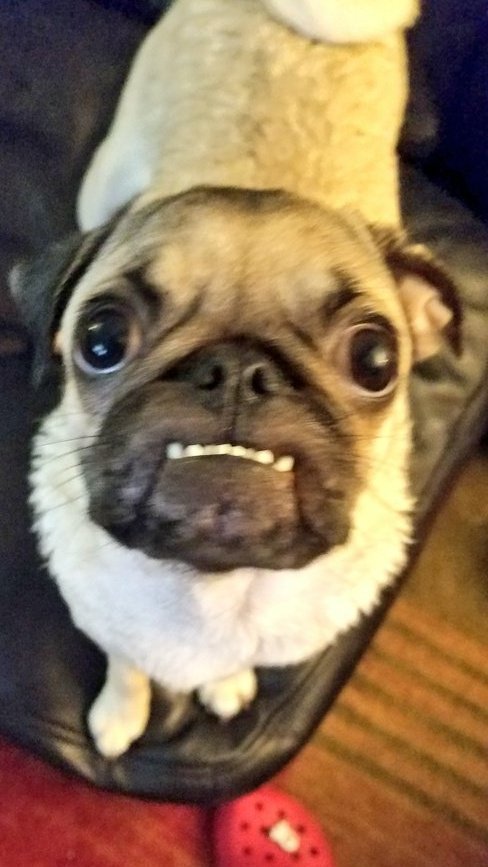 SarahPug12's tweet photo. @carlypug You have no idea Carly! She is fearless, unless it is #EvilZim ๐ฑ Mwah ahaha!! Lol #FraidyPup https://t.co/h21rDFQfgR