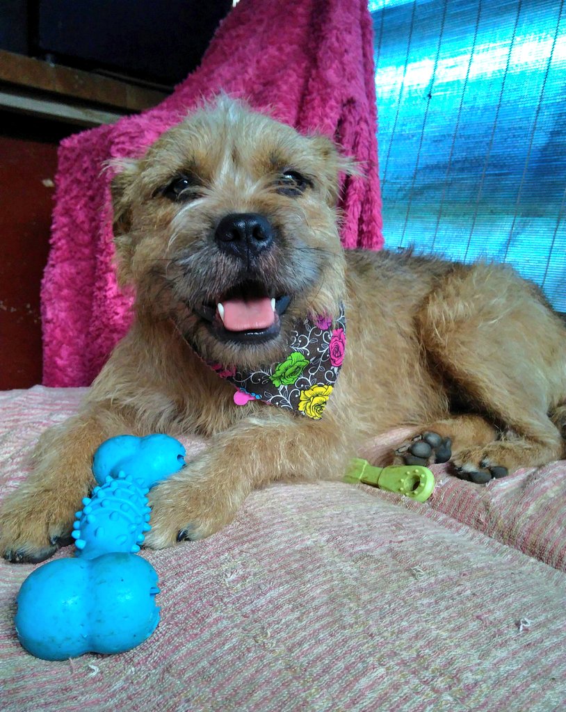 Poppy_MindDogAU's tweet photo. Me & mum are off to @Bunnings π
Its my 1st time...hope it's not SCARY !! π
#BunningsVirgin #DogsOfBunnings #AussieDogs #AussiePoppy #BTPosse https://t.co/VUeDYD3VXT