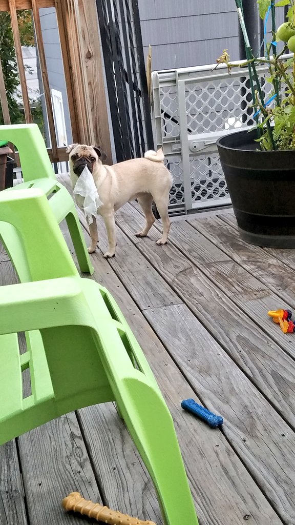 SarahPug12's tweet photo. Can't even sit on the deck without Stella😈 finding something she's not supposed to have! #UsedDryerSheet 😩 https://t.co/7yX8dgkaZU