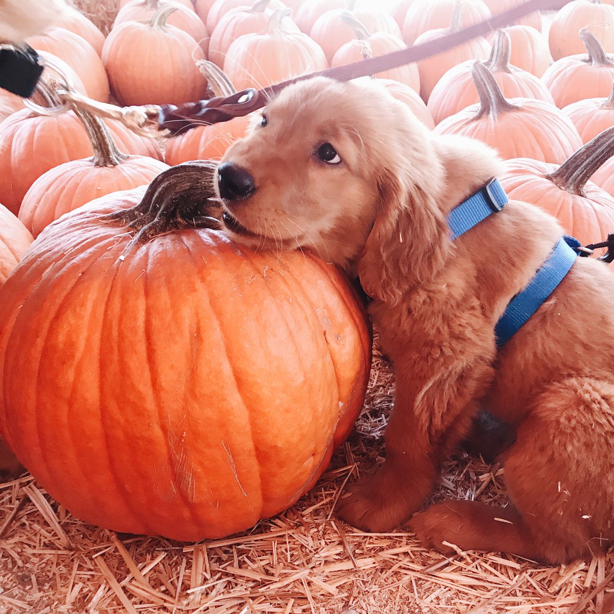 Pup-kin patch 🐶🎃