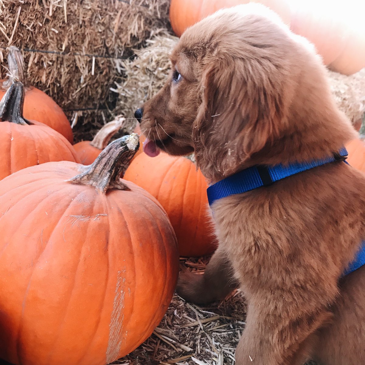 KristinJohns's tweet photo. Pup-kin patch 🐶🎃 https://t.co/URQreT3GKQ