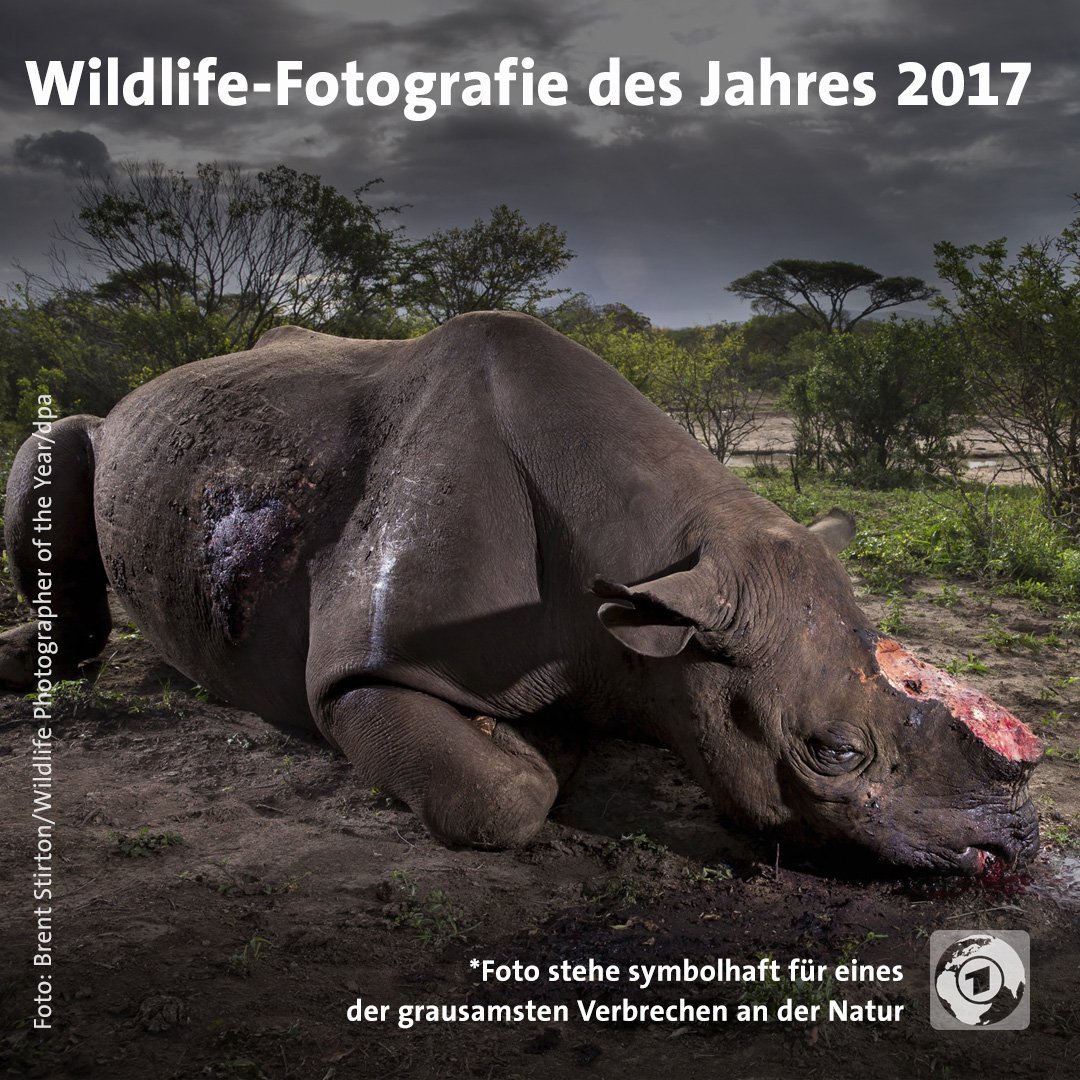 Das Bild eines gewilderten Spitzmaulnashorns mit abgehackten Hörnern ist zur Wildlife-Fotografie des Jahres 2017 gekürt worden.