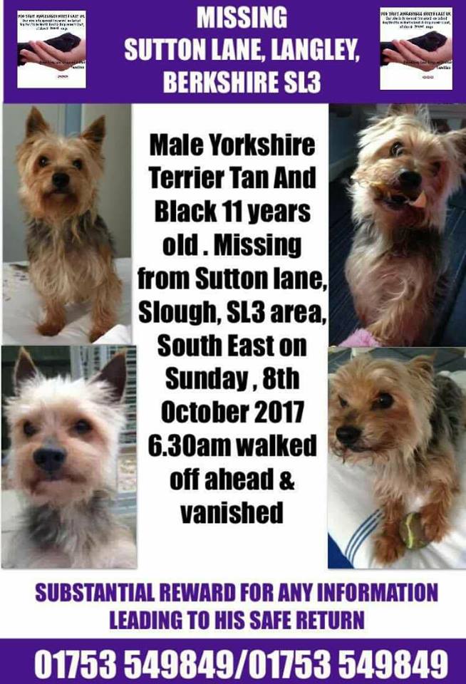 HunnyJax's tweet photo. 🙏 SHARE to Help #BringFreddieHome 11 yrold #YORKIE 🐾who is 
STILL #MISSING ☹️since Vanishing on walk  #SuttonLane #Langley #Slough #Berks https://t.co/JMGAJ44h65