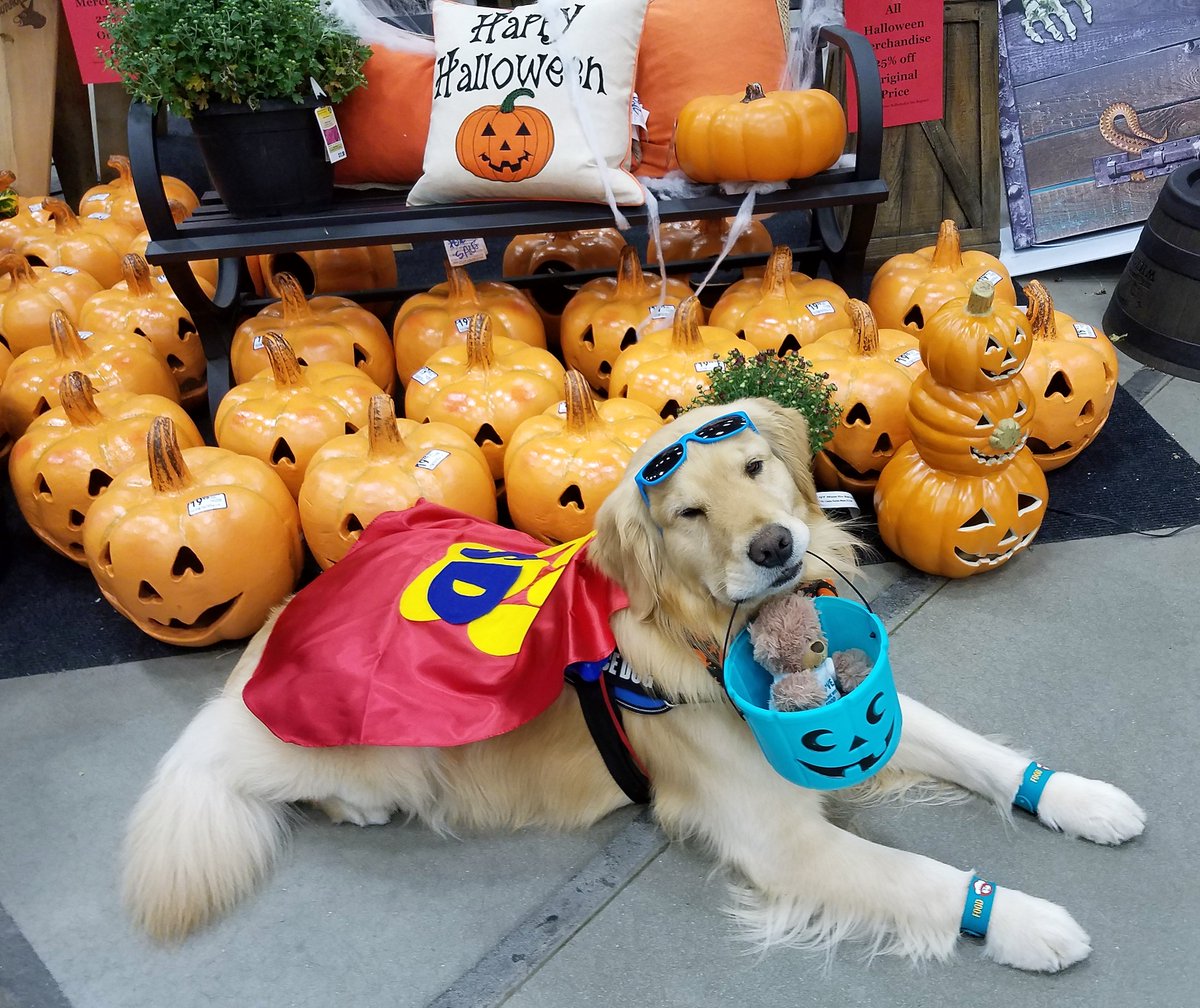 Kobalt_IST_Gold's tweet photo. Spreading FoodAllergyAwareness Lowes @FoodAllergyCAN  @EricaMfaas #tealpumpkin #keepitteal #Halloween #NonFoodFun #foodallergy #anaphylaxis https://t.co/ad8Mdpsxpf