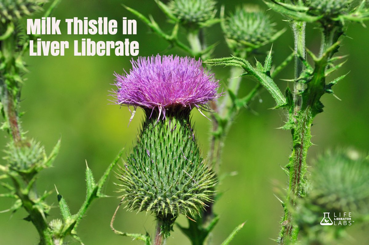 LifeLibLabs's tweet image. umm.edu says,"Milk thistle can protect liver from toxins,drugs &amp;amp;may help liver repair"itself. bit.ly/2ytvg2I