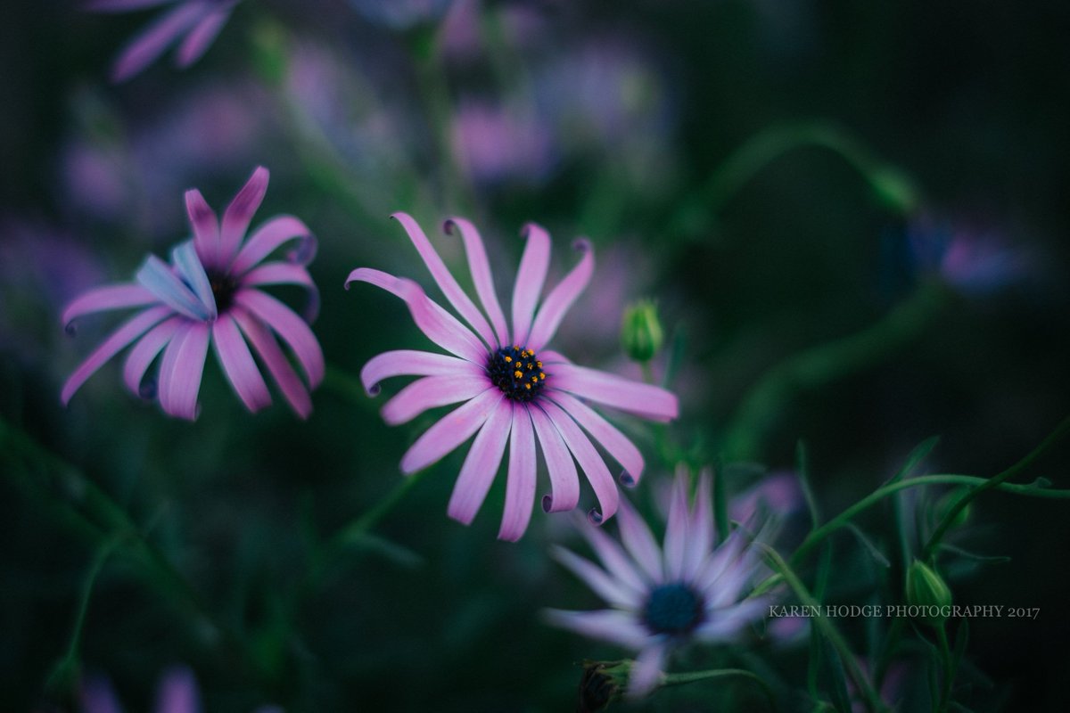 heytherelou's tweet photo. Purple petals. #mudgeensw #purpleflower #narrabriphotographer #narrabri #australianphotographer #flowerphotography https://t.co/31kR9V5Poq