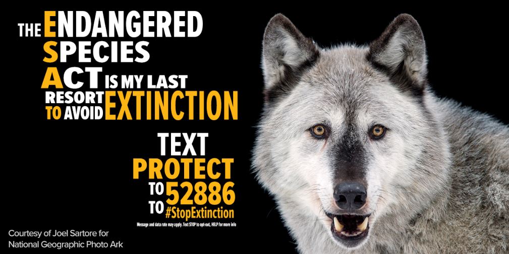 RacingXtinction's tweet photo. The Endangered Species Act is the last line of defense to keep wolves from extinction #WolfAwarenessWeek 

Text PROTECT to 52886 https://t.co/4WFhJzU0Lu