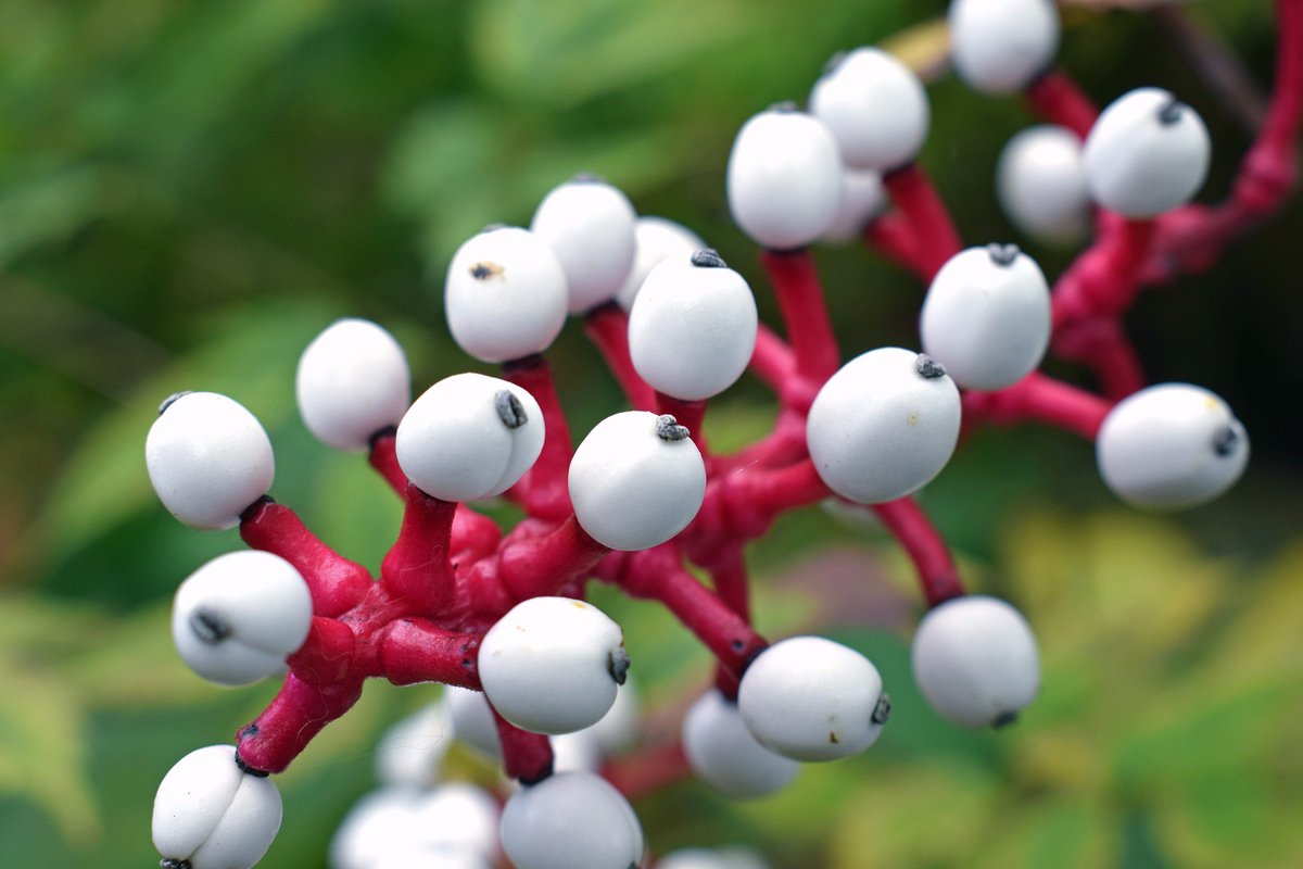 DCNRnews's tweet photo. This extremely poisonous, creepy #PAnative plant—Doll’s Eyes���could be watching you in #PAForests this #FallinPA. #SignsofFall #ForestFriday https://t.co/XEgEV4ZfQ6