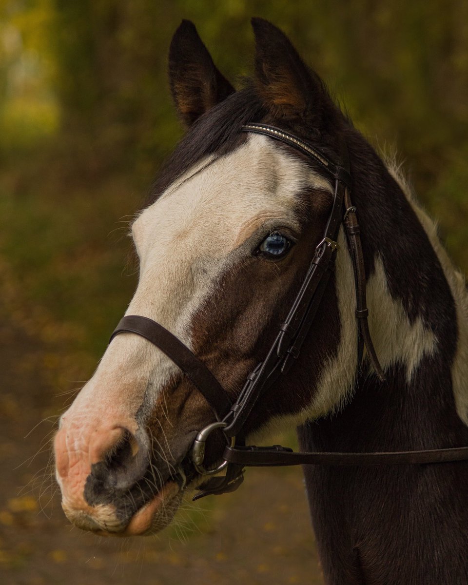 #inthemoment #autumn🍁 #autumnal #portraitphotography #equinephotography #wet #windyday #england #horseandrider #pony #canon #NAFSpotlight