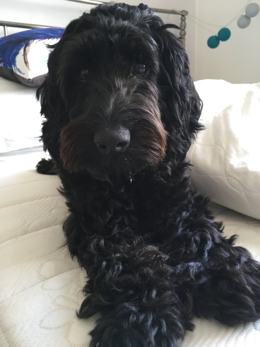HelenHudson7809's tweet photo. @RichardAArnold Hi Clemmi Love Lola ❤️❤️❤️❤️#cockapoo xx https://t.co/snfWXPWiQK
