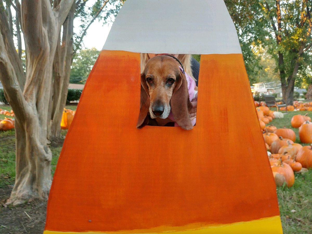 DaisysPaws's tweet photo. Liberty Bell is not happy in the candy corn 🎃! #AdoptDontShop #bassets #basethounds #lovemypups https://t.co/CTyzT1dGHH