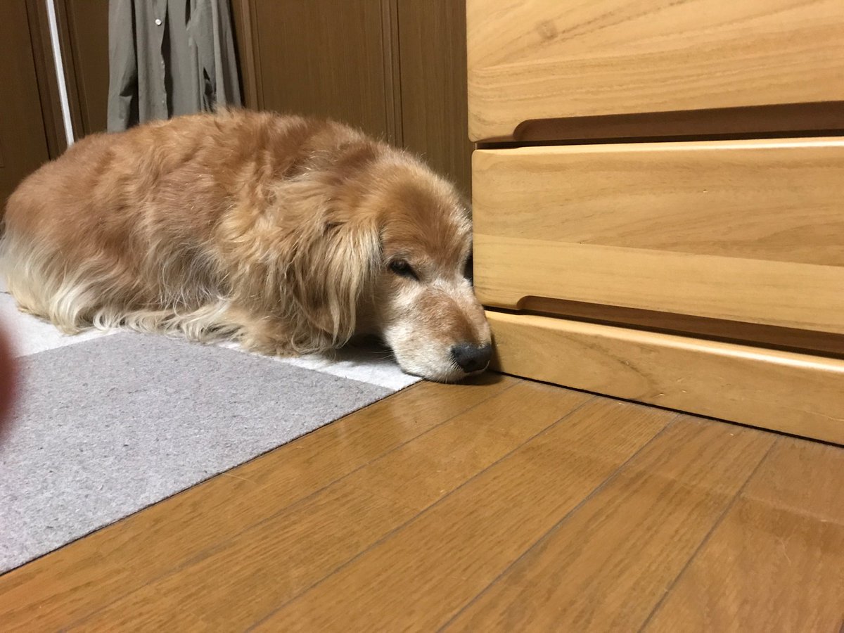 etsu012301's tweet photo. 眠 https://t.co/rjzJMBR63y