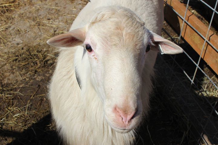 PlumperPumpkins's tweet photo. Have you met Dudley the Ram? He is new to the farm and he won Champion at the Oregon State Fair this year. He loves meeting people. Make su… https://t.co/uffO8tjIuc