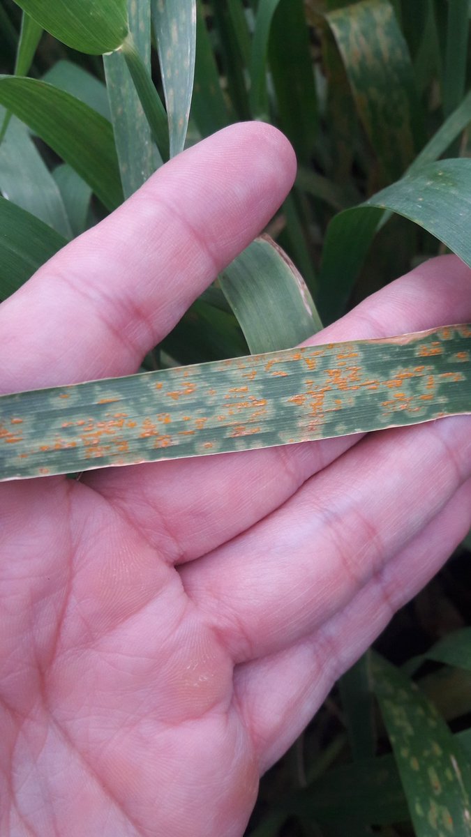 David3Felipe's tweet photo. Recorrida @rovettoc . Con y sin #spheremax . Excelente ensayo @BayerAgroArg https://t.co/GiOoI0YkGL