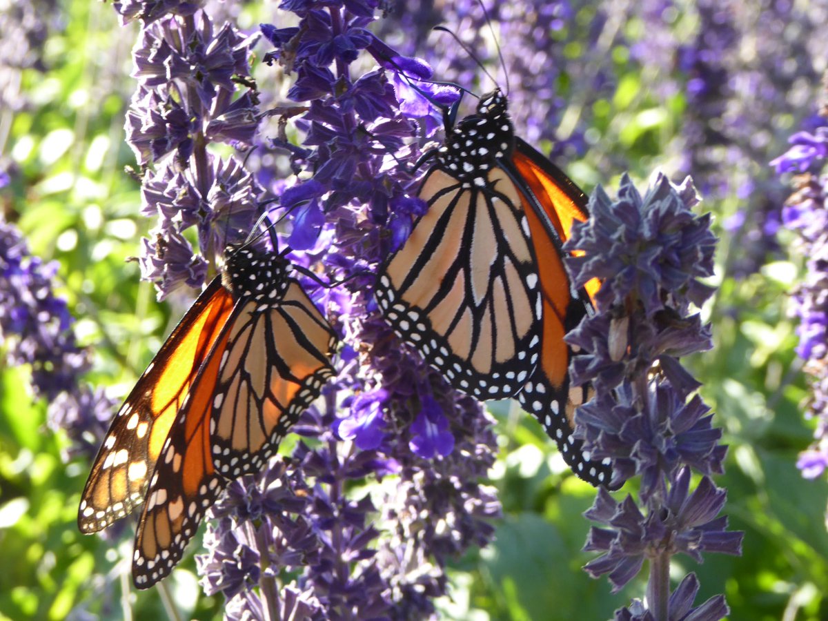 ritagshaw's tweet photo. So many Monarchs &amp; Painted Ladies in the Scented Garden @RBGCanada today! https://t.co/1uXzwUk6Rw
