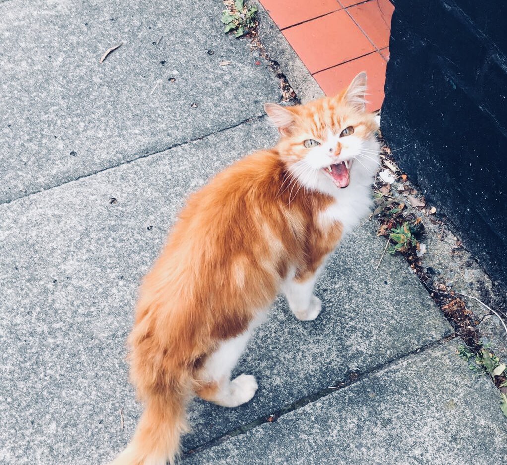 larsenxc's tweet photo. @thecatreviewer Met this little dude, he wasn’t interested in meeting me. https://t.co/ZyWgW30a4o