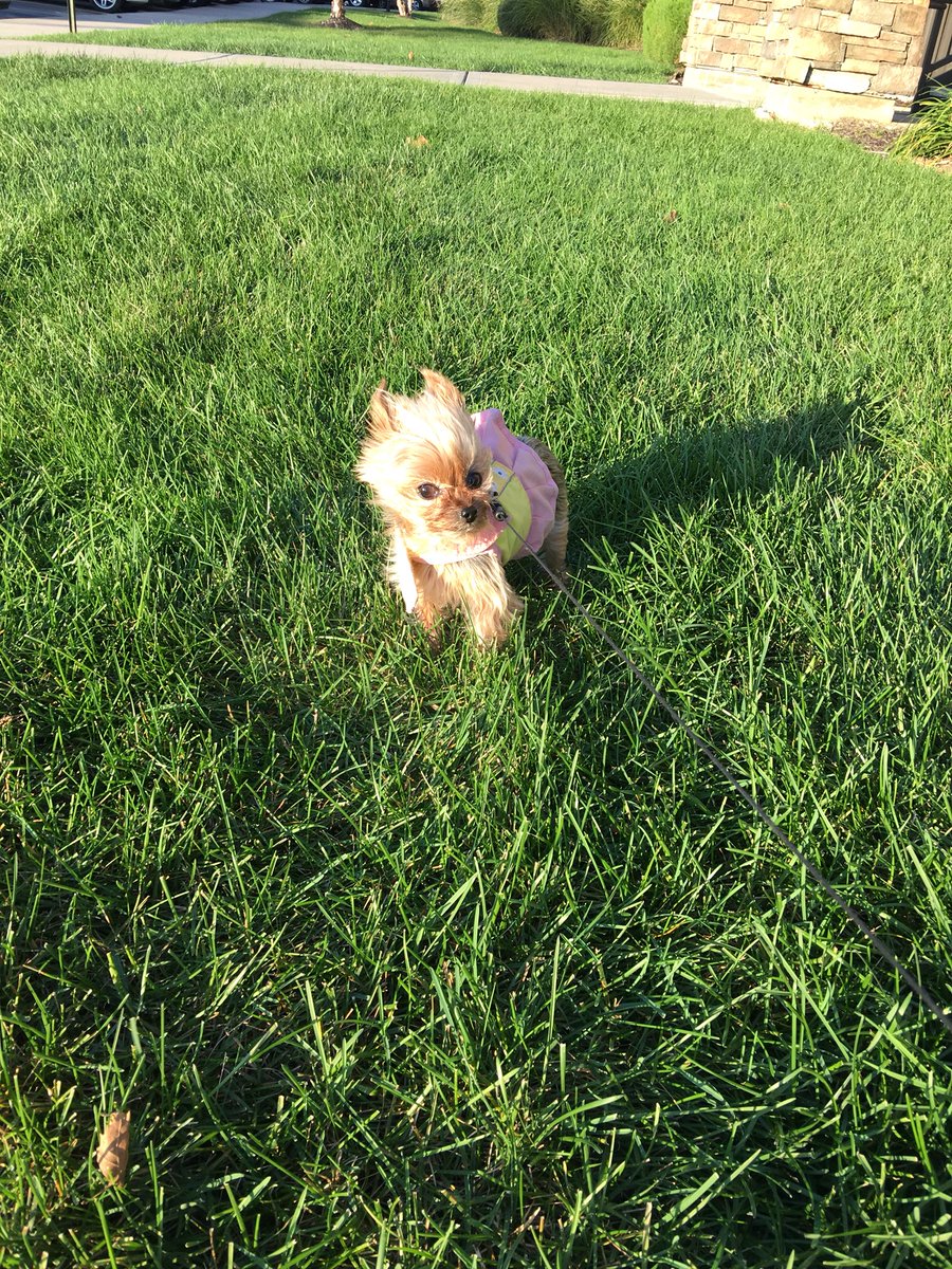 Just FurBabies Pet (jstfurbabies) Twitter