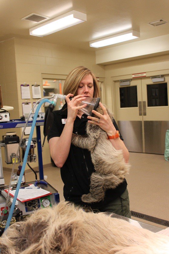 TulsaZoo's tweet photo. We assist during surgery w/ tasks such as pre-operative medications, IV catheter placement &amp; pre-surgical bloodwork. #VetTechTakeover https://t.co/NZXgWr3sKV