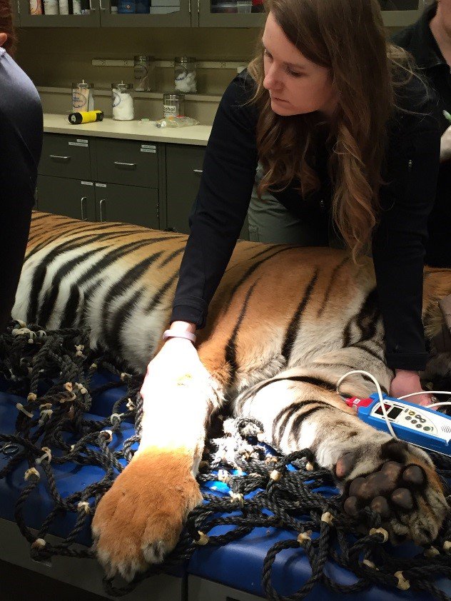 TulsaZoo's tweet photo. We assist during surgery w/ tasks such as pre-operative medications, IV catheter placement &amp; pre-surgical bloodwork. #VetTechTakeover https://t.co/NZXgWr3sKV