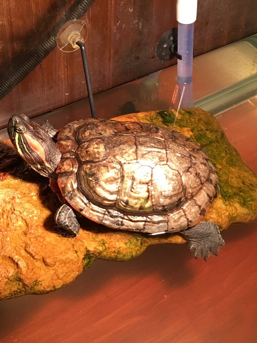 vinnyceraso's tweet photo. She’s getting huge!! #15yearsandcounting #redearedslider #turtleguy #turtle https://t.co/TizkZfT2YJ
