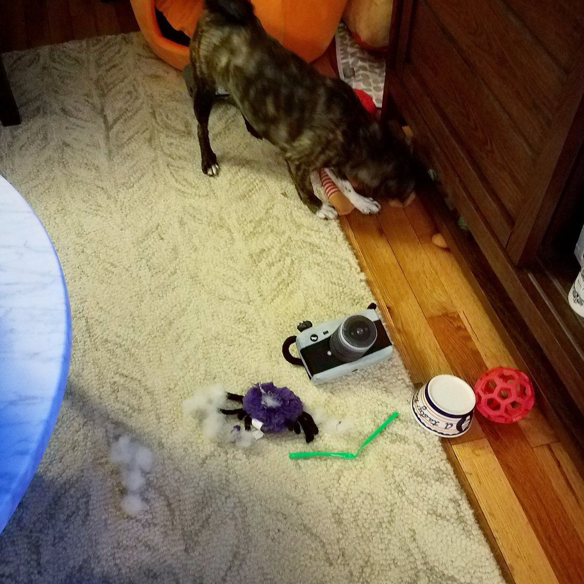 funaek's tweet photo. Monkey killed a spider. A toy spider, that is. The squeaker is under the tv stand. I got it & threw it away before she could get it! #monkeythestuffyslayer https://t.co/dVfDCL8JNG