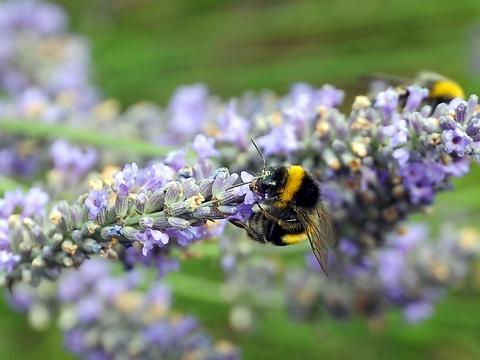 20Minutes's tweet photo. #Rediff Abeilles: Les apiculteurs s’alarment de l’homologation d’un «nouveau néonicotinoïde» https://t.co/uFnnl2iadW https://t.co/tmrnUiuMQr