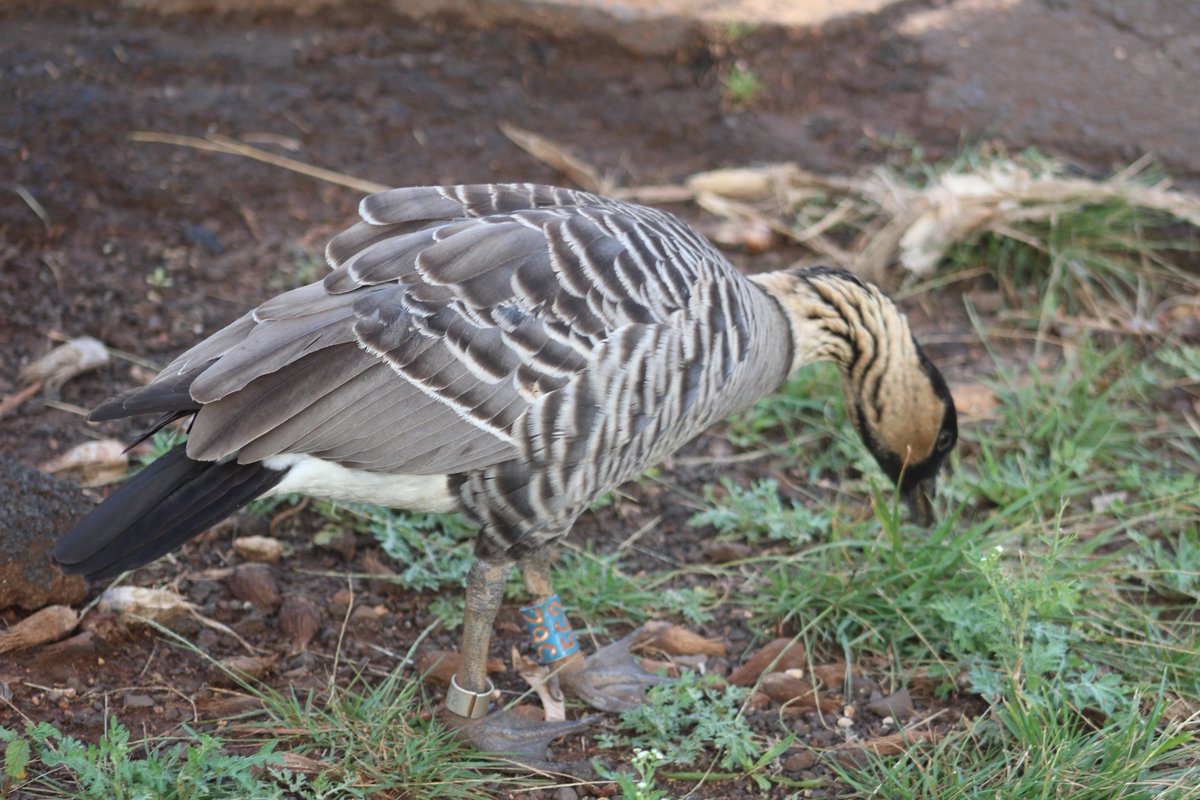 Happy Aloha Friday! What are your weekend plans? Check out some community work days this Saturday at conservationconnections.org/opportunities #HCA