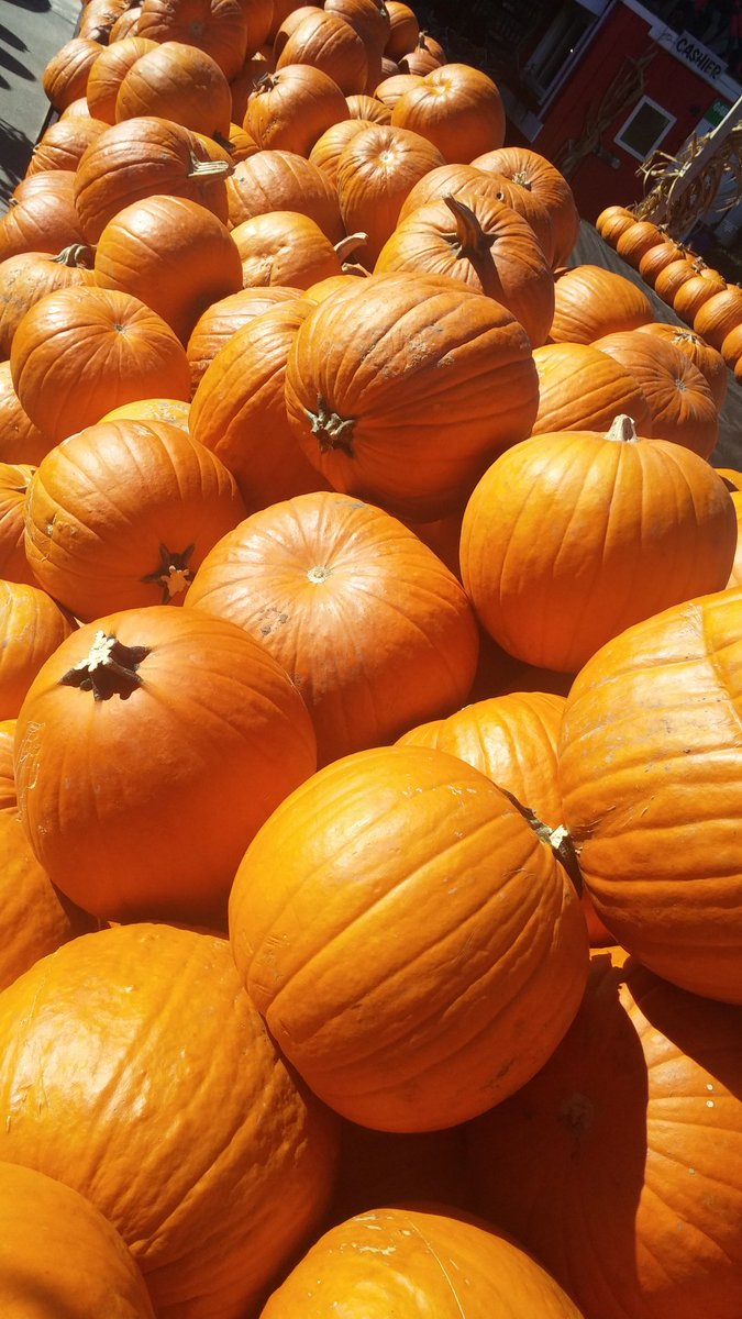 KelleyBSmith's tweet photo. Give me all the pumpkins!! @StewLeonards seriously had the best #pumpkins I'd ever seen! AND they're only 3/$15 WHAT?! #fall #pumpkincarving https://t.co/y5saRmxv4M
