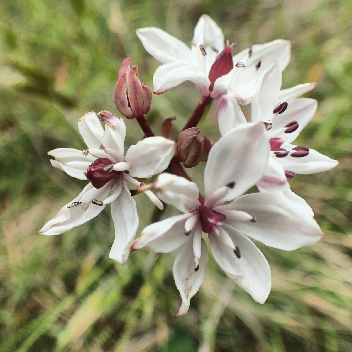 RayMondeDeux's tweet photo. Milkmaids or Burchardia umbellata, a native forb that grows on the Vic volcanic plains. Happily coexisting with managed grazing #nativeforbs https://t.co/YfggTP6OVV