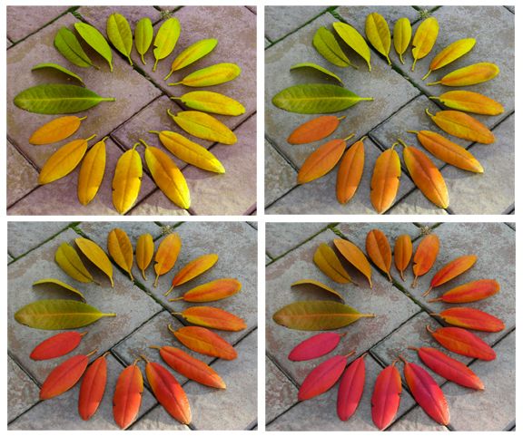 EducaLtd's tweet image. Leaf color wheels and other nature art projects for kids. buff.ly/2gyaQjc #NatureArt