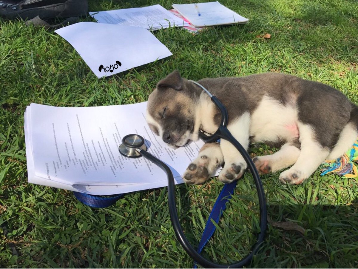 dog_rates's tweet image. Meet Beau. He’s taking a power snoozle before continuing his med school studies. Wears the stethoscope for motivation. 13/10 we believe in u