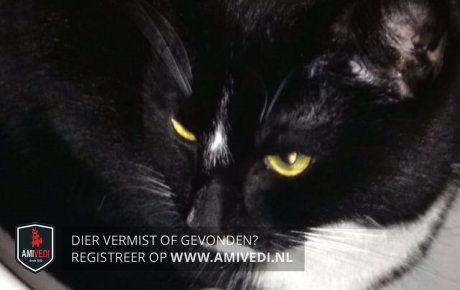 18.10.2017 Wieke is op Middeldiepstr.58(dierenkliniek),
Sliedrecht kater Tommy kwijt geraakt - goo.gl/xM9d4n