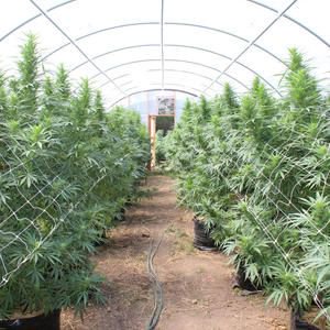 TheCaliWeedBlog's tweet photo. SC FARMS AND #ORGANIC #CANNABIS #FARMING #INTERVIEW
#Weednews #CannabisMedicinal #Growtips #cannanutrients
https://t.co/I28Rqwdc3p https://t.co/bOI0yNh12Z