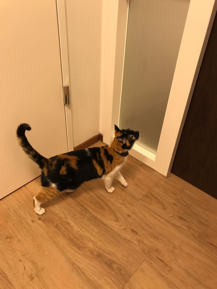 20.10.2017 gevonden op Jupiterstraat,Beneden Hardinxveld (Tiendwaert) een poes,lapje met wit - goo.gl/CN1bMo