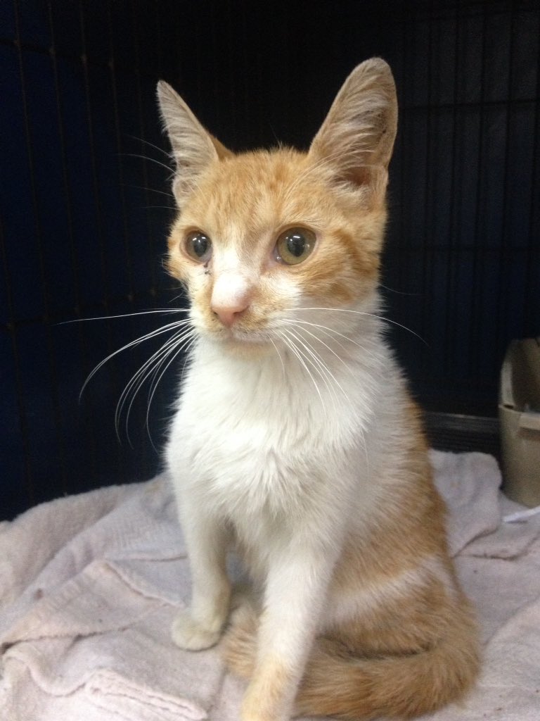 MASCOTASDECALLE's tweet photo. Es muy cariñoso lo agarramos en un colegio herido ya lo curamos y esterilizamos. No queremos regresarlo al lugar 😞quien puede adoptarlo? https://t.co/1sNHvkUwcI
