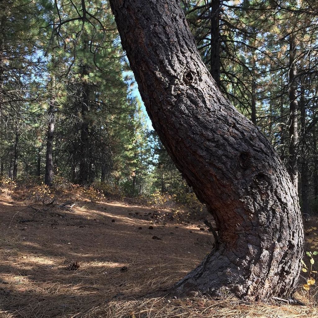 Bend when needed. #shastatrinitynationalforest #nfs #camping #hiking #iphoneography #tree #pinetree #wildcaliforni… ift.tt/2zpOPXB