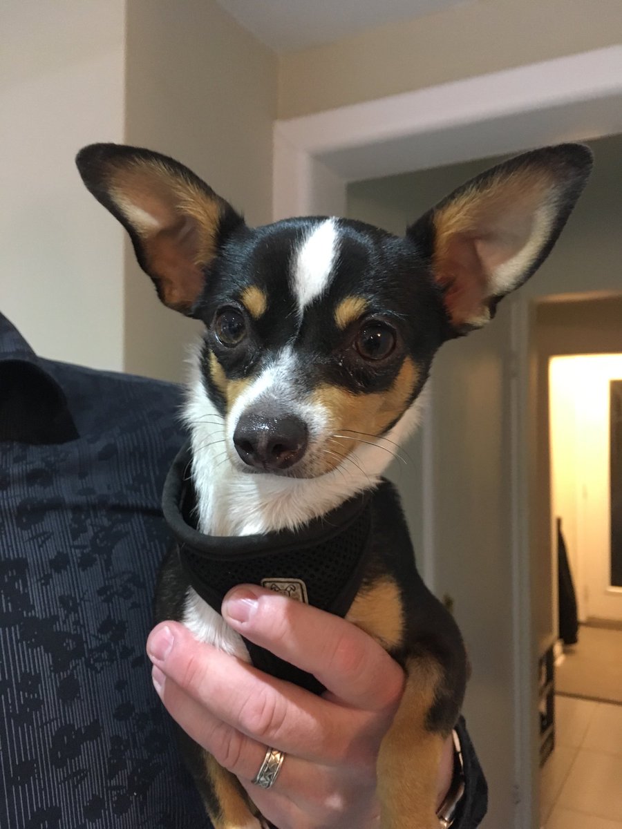 JaneCStevenson's tweet image. Enzo the chihuahua, relaxing at @ChunkoFunk2017 party, says tix still left 4 oct 28 @TheDanforthMH #Halloween show.