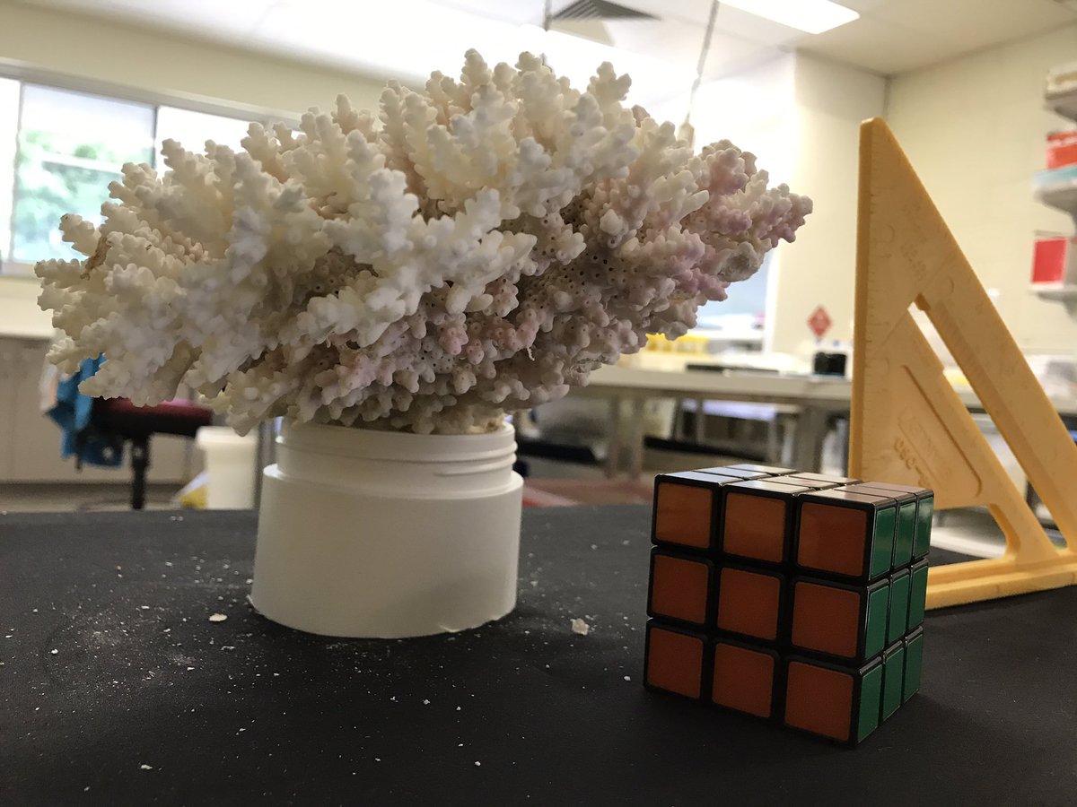 cassdives's tweet photo. So many photos of #corals looking at cross-shelf growth. The #RubiksCube is not a toy! #PratchettLab #ecology https://t.co/BhsU849myr