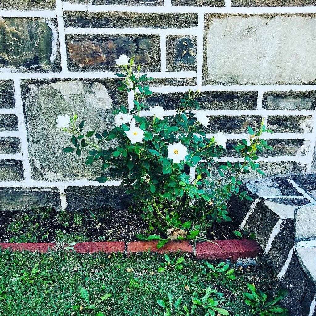 SethandMaud's tweet photo. 🌼💐🌼 https://t.co/DHQNeCzhWD