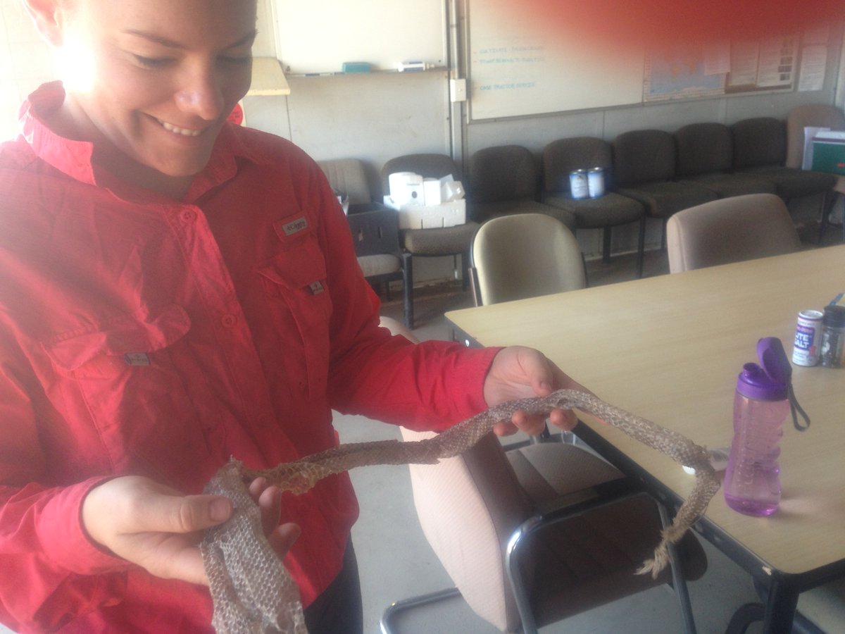 AmyWatsAg's tweet photo. Prefer finding this in field rather than the actual snake!! #HickeyLab https://t.co/BFuTrlH1Jz